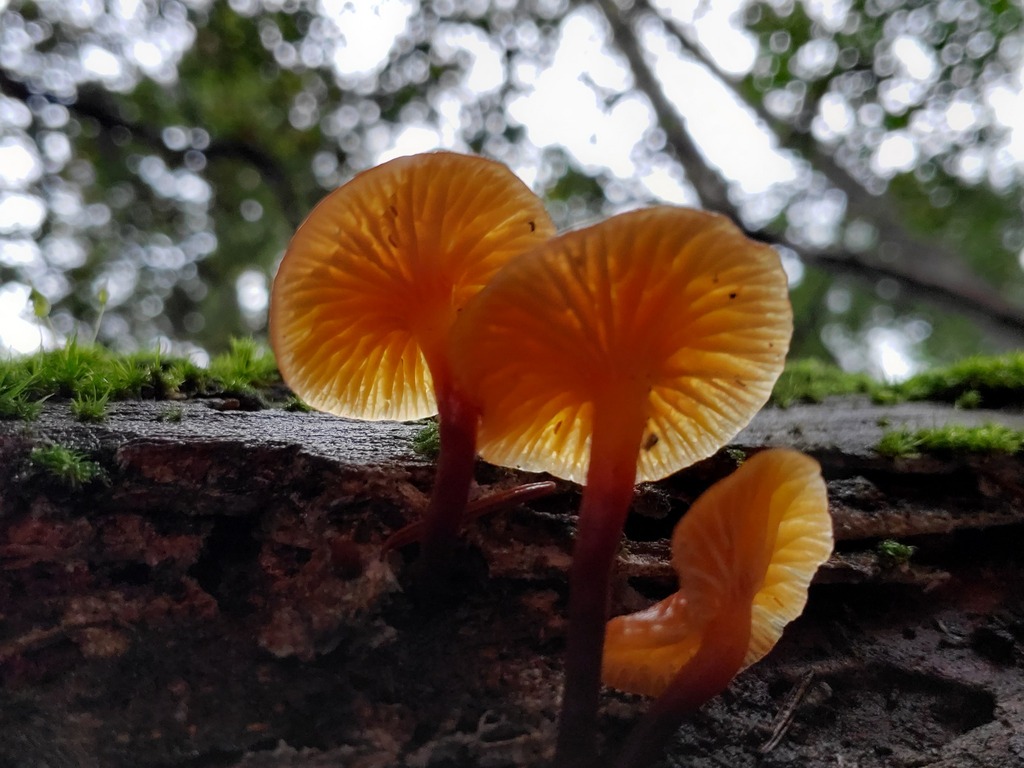 Xeromphalina campanella · January 2026 · photo: © arlenedevitt (iNaturalist, cc-by)