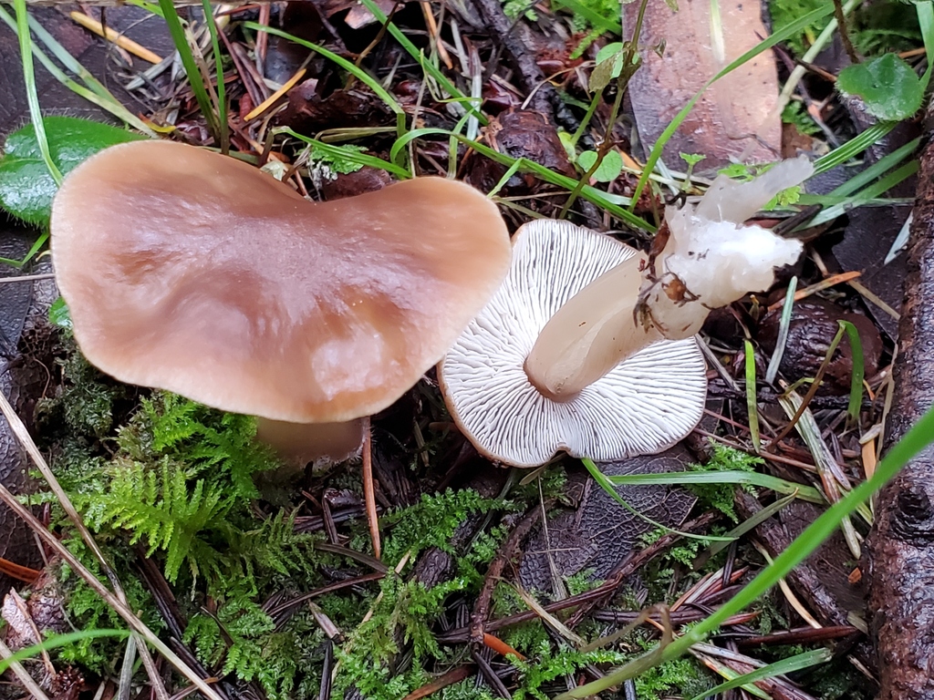 Rhodocollybia butyracea · January 2026 · photo: © arlenedevitt (iNaturalist, cc-by)