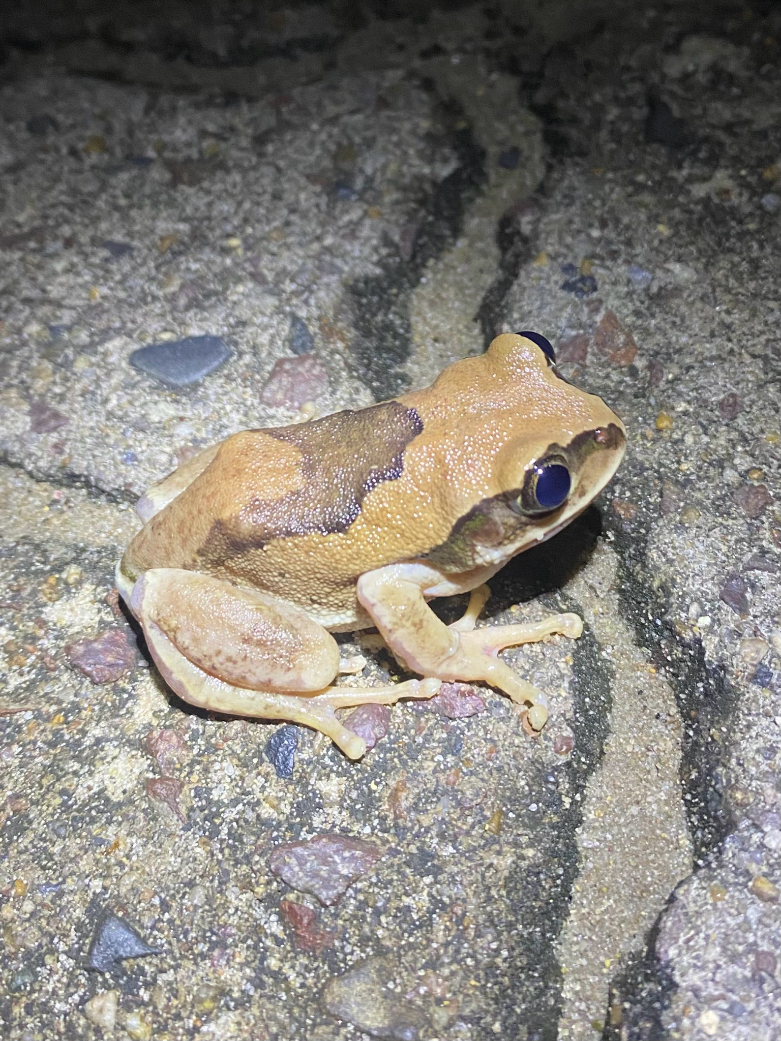 Leptopelis mossambicus Poynton, 1985