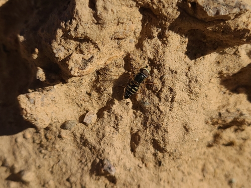 Unknown species found near Organ Pipe Cactus National Monument, Pima County, US-AZ, US