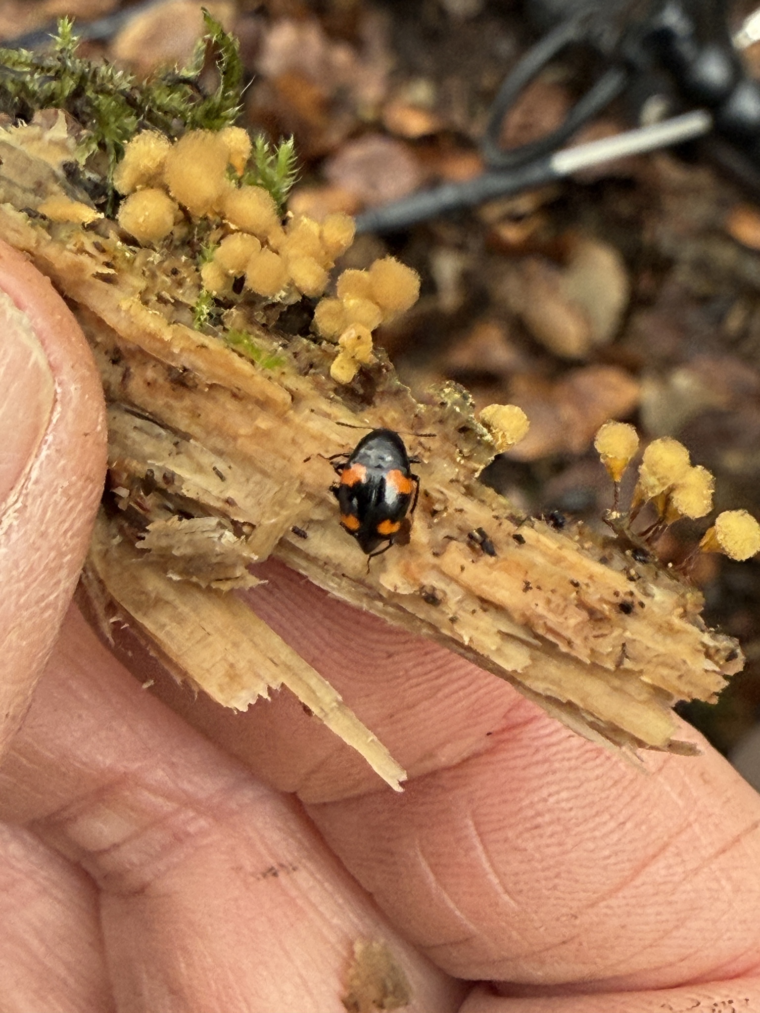 Scaphidium quadrimaculatum