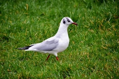 Chroicocephalus ridibundus