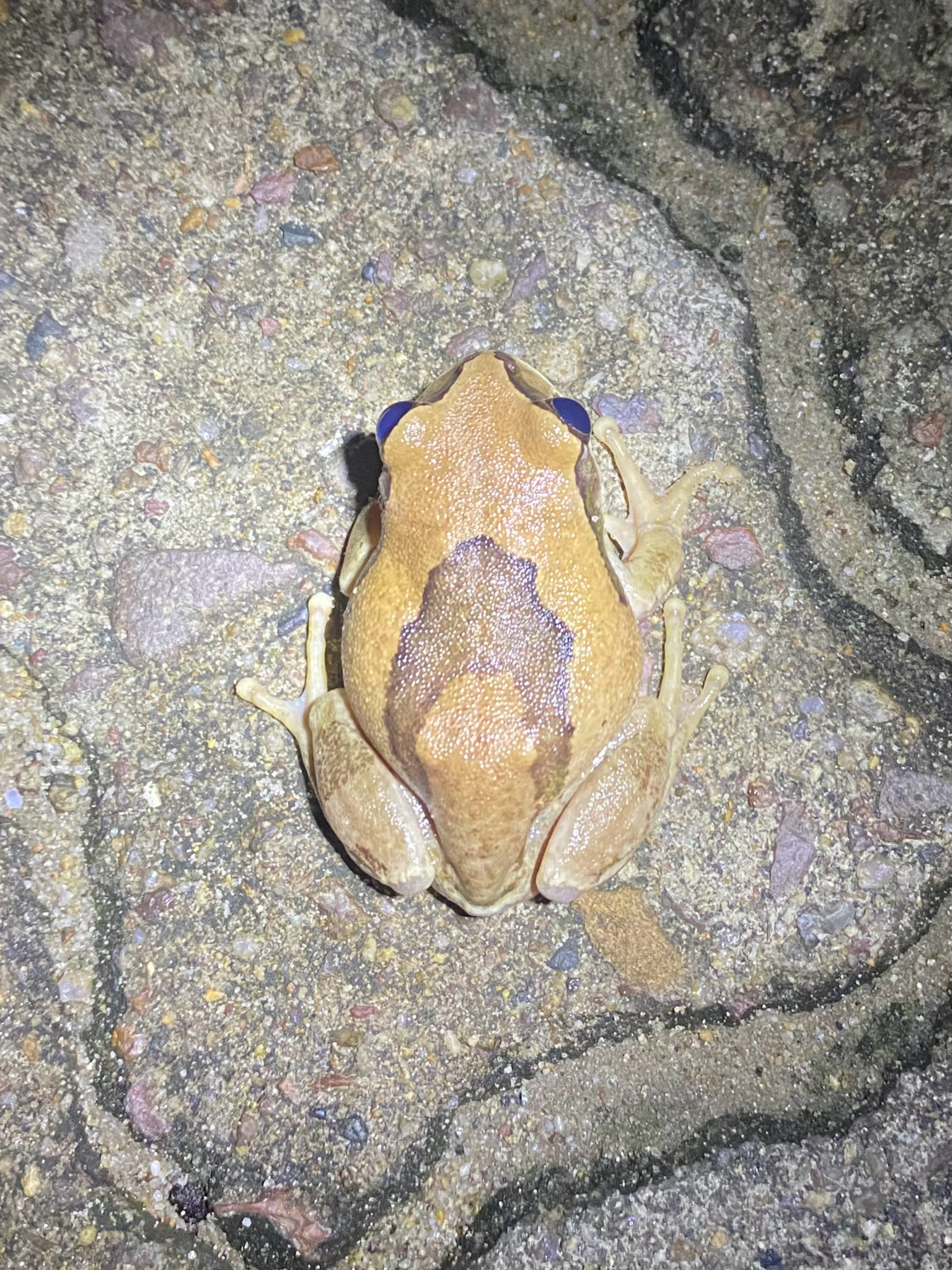 Leptopelis mossambicus Poynton, 1985