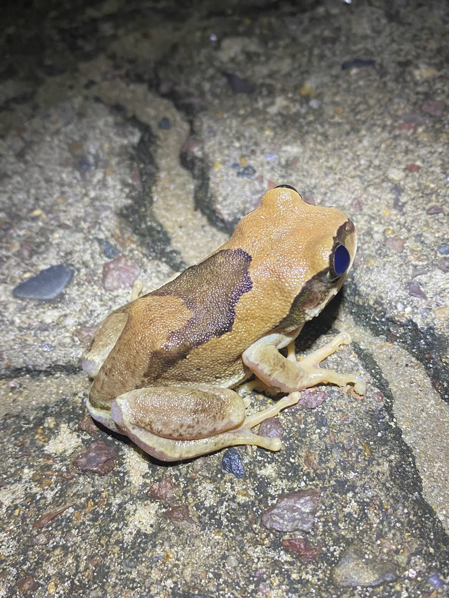 Leptopelis mossambicus Poynton, 1985