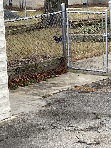 Eastern Gray Squirrel