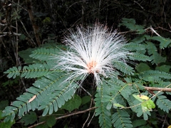 Zapoteca portoricensis