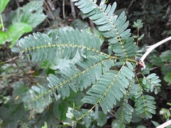 Zapoteca portoricensis