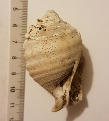 Galeodea echinophora