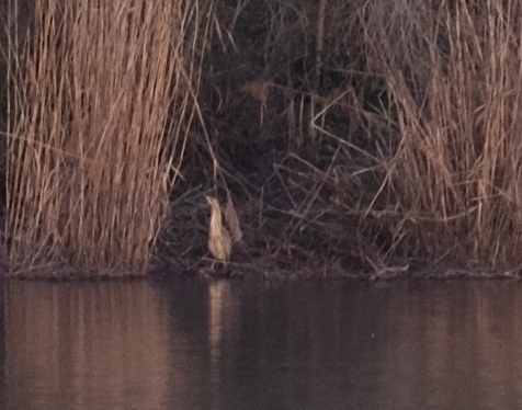 Eurasian Bittern (Botaurus stellaris), photo 7