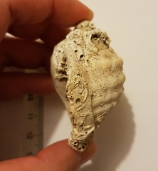 Galeodea echinophora