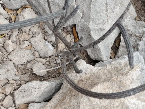 Peniocereus striatus, photograph 6