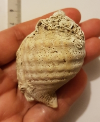 Galeodea echinophora