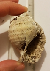 Galeodea echinophora