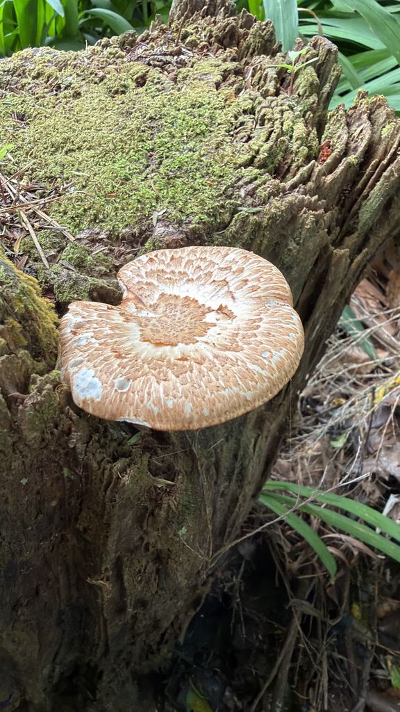 Neolentinus lepideus · January 2026 · photo: © pluckytree (iNaturalist, cc-by)