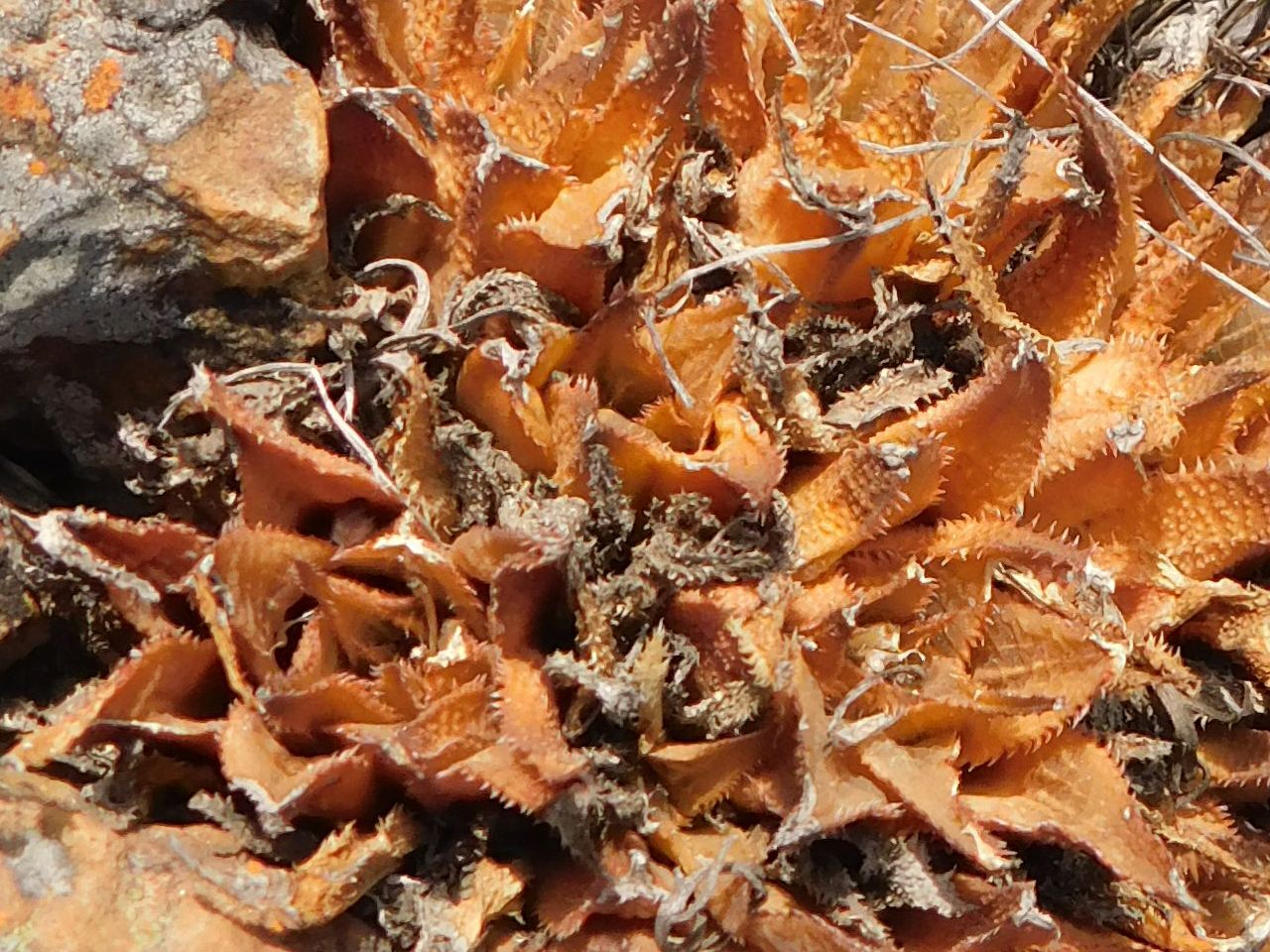 Window Haworthia (Haworthia mirabilis)