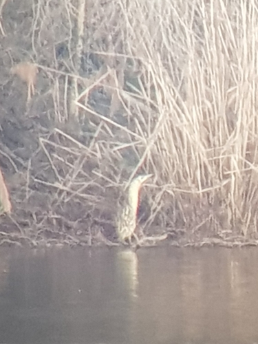 Eurasian Bittern (Botaurus stellaris), photo 6