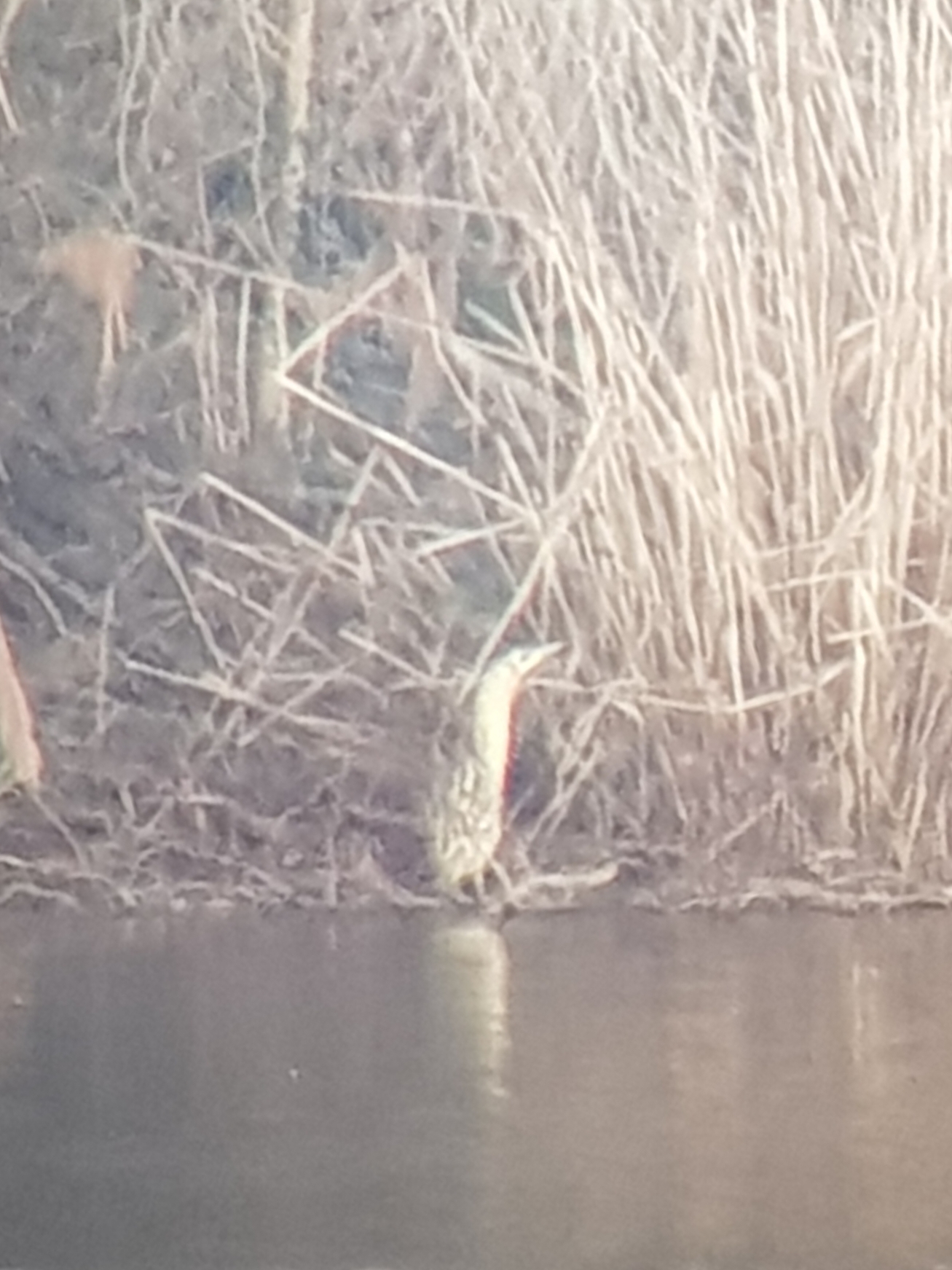 Eurasian Bittern (Botaurus stellaris), photo 6