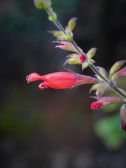 Salvia karwinskii, photograph (c) Abraham A. Gómez Landero, some rights reserved (CC BY)