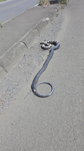Chicken Snake