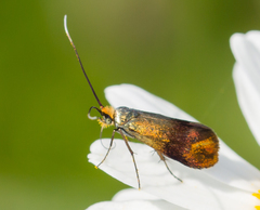 Nemophora fasciella