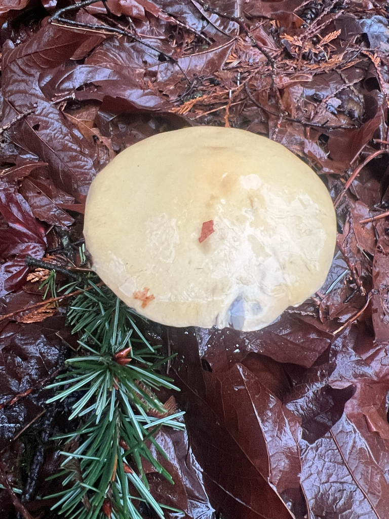 Stropharia ambigua · January 2026 · photo: © saintaardvark (iNaturalist, cc0)