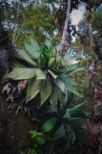 Chamula agave (Agave chiapensis)