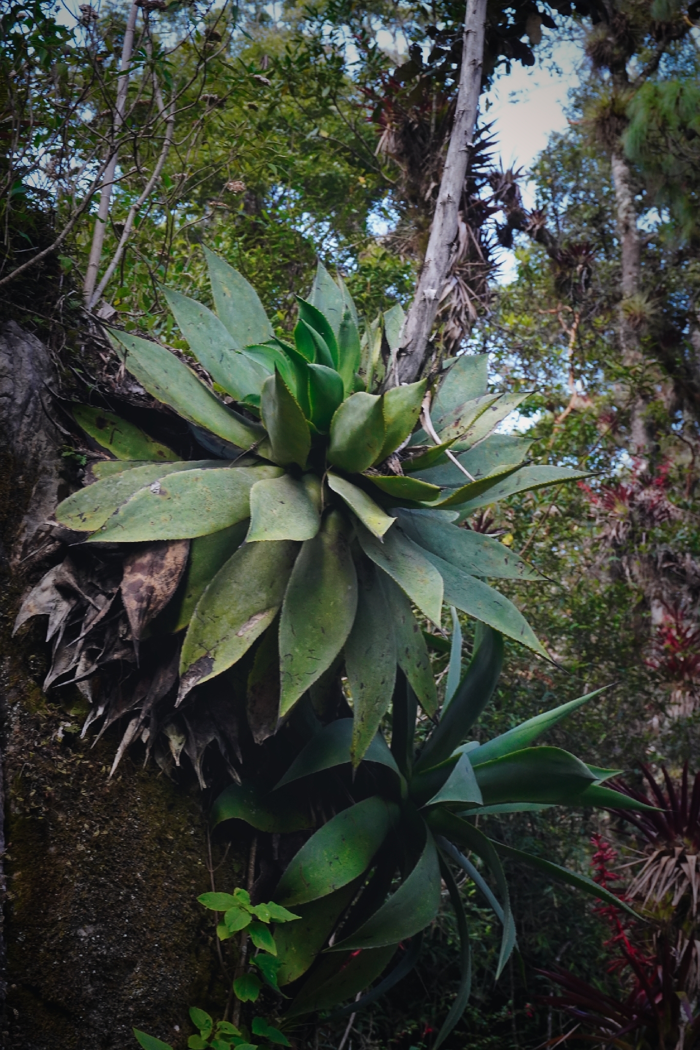Agave chrysoglossa I.M.Johnst.