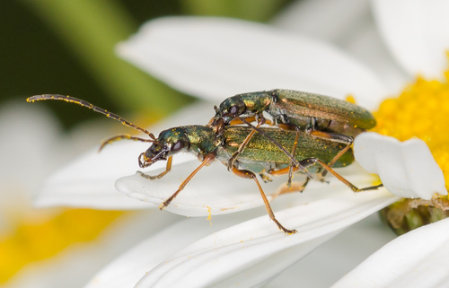 Žaliasis Laibavabalis nuotrauka