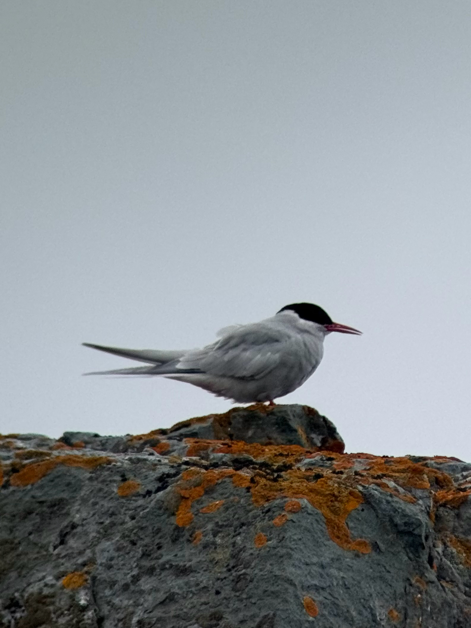 Antarctic Tern (Sterna vittata), photo 3