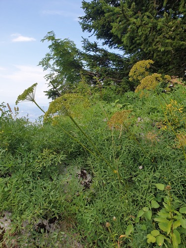 laserwort (Siler montanum)