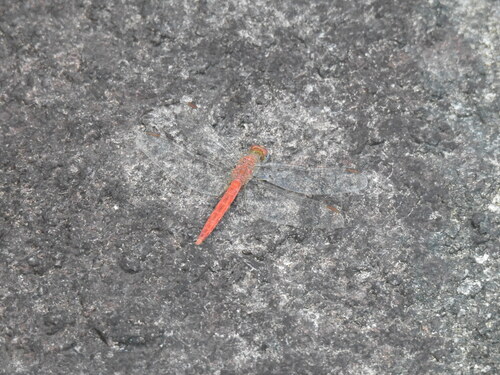 Rock Scarlet