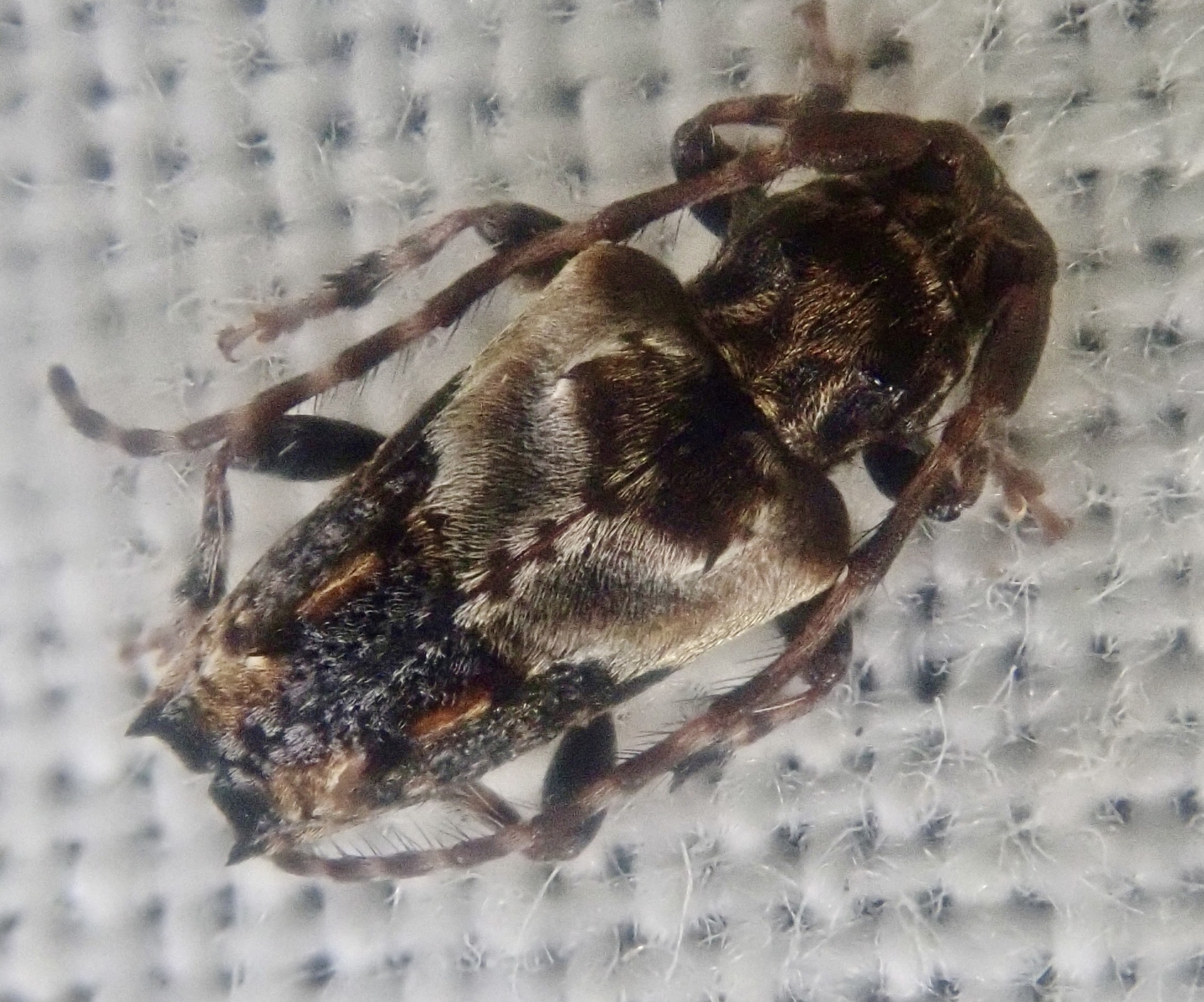 Pogonocherus hispidus