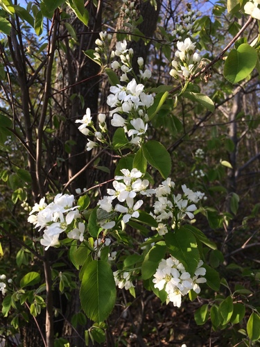 Roundleaf serviceberry (Amelanchier sanguinea)