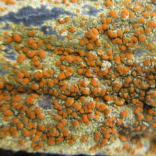 Sulphur Firedot