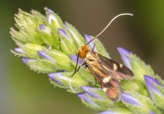 Cauchas leucocerella