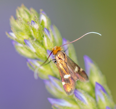 Cauchas leucocerella
