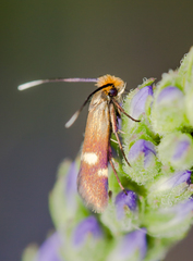 Cauchas leucocerella