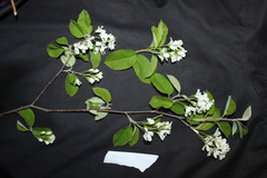 Amelanchier sanguinea