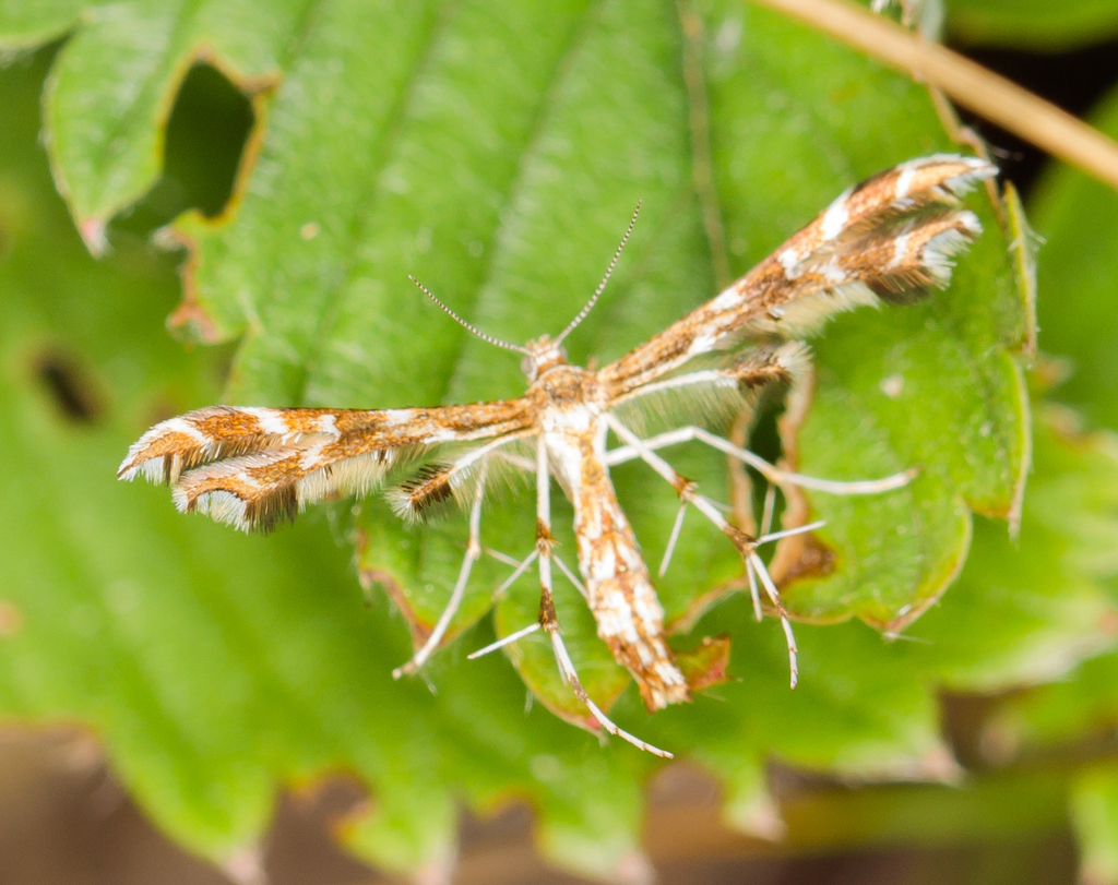 Small Plume Moth