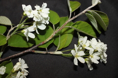 Amelanchier sanguinea