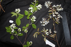 Amelanchier sanguinea