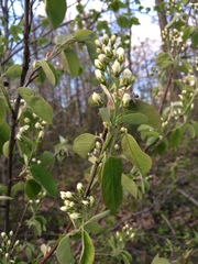 Amelanchier sanguinea