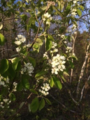 Amelanchier sanguinea