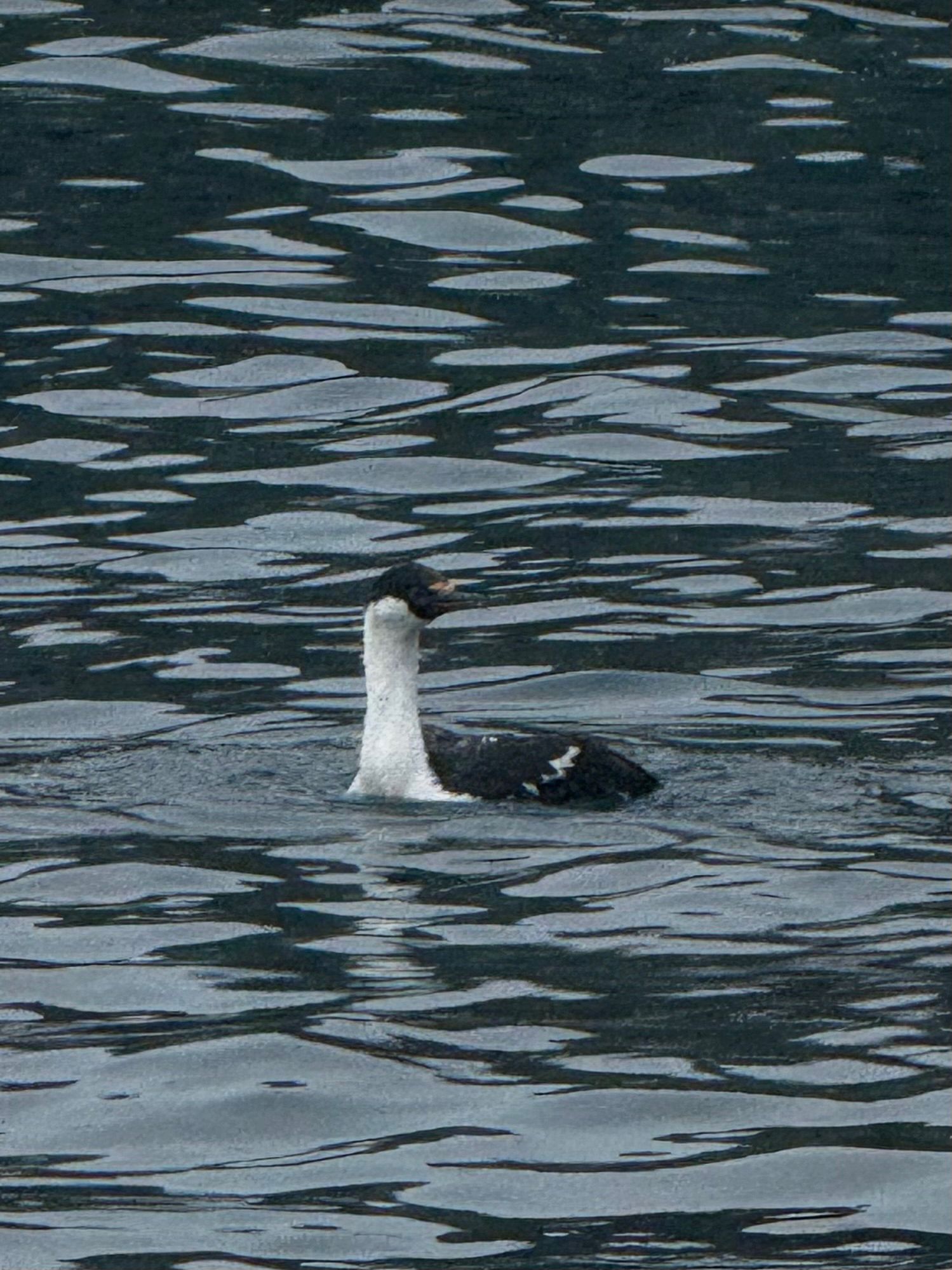 Imperial Shag (Leucocarbo atriceps), photo 2