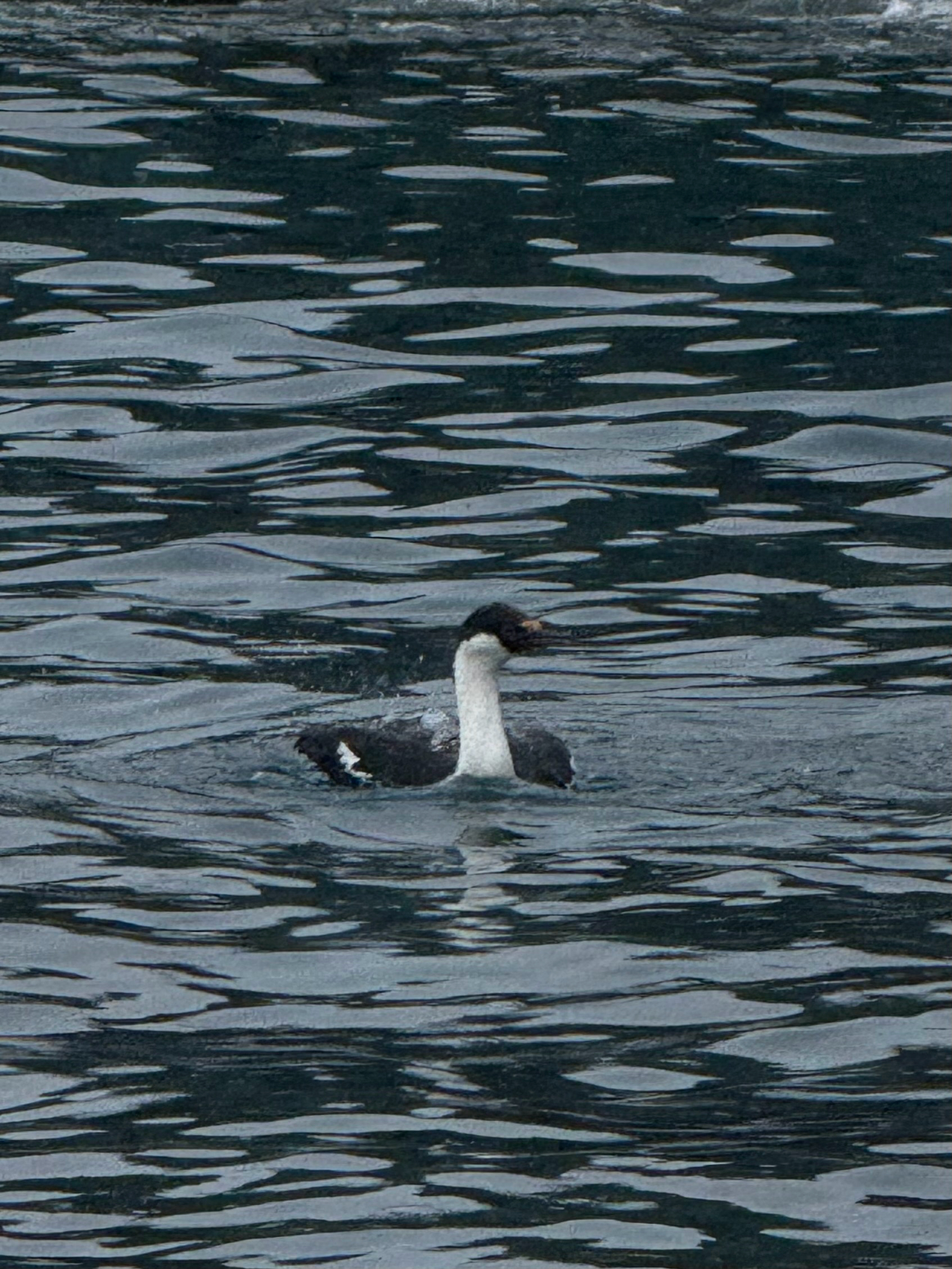 Imperial Shag (Leucocarbo atriceps), photo 3