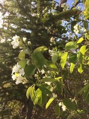 Amelanchier sanguinea
