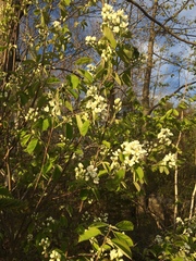 Amelanchier sanguinea