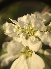 Amelanchier sanguinea