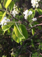 Amelanchier sanguinea