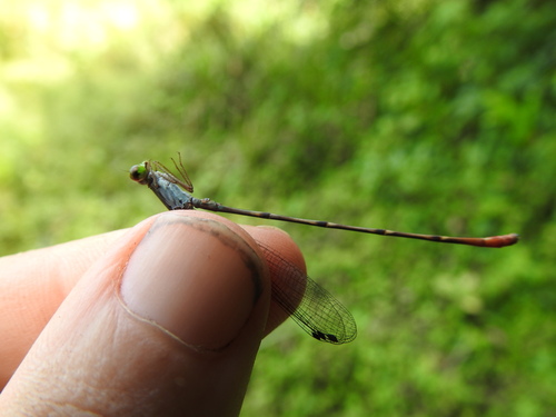 Red-tipped citril